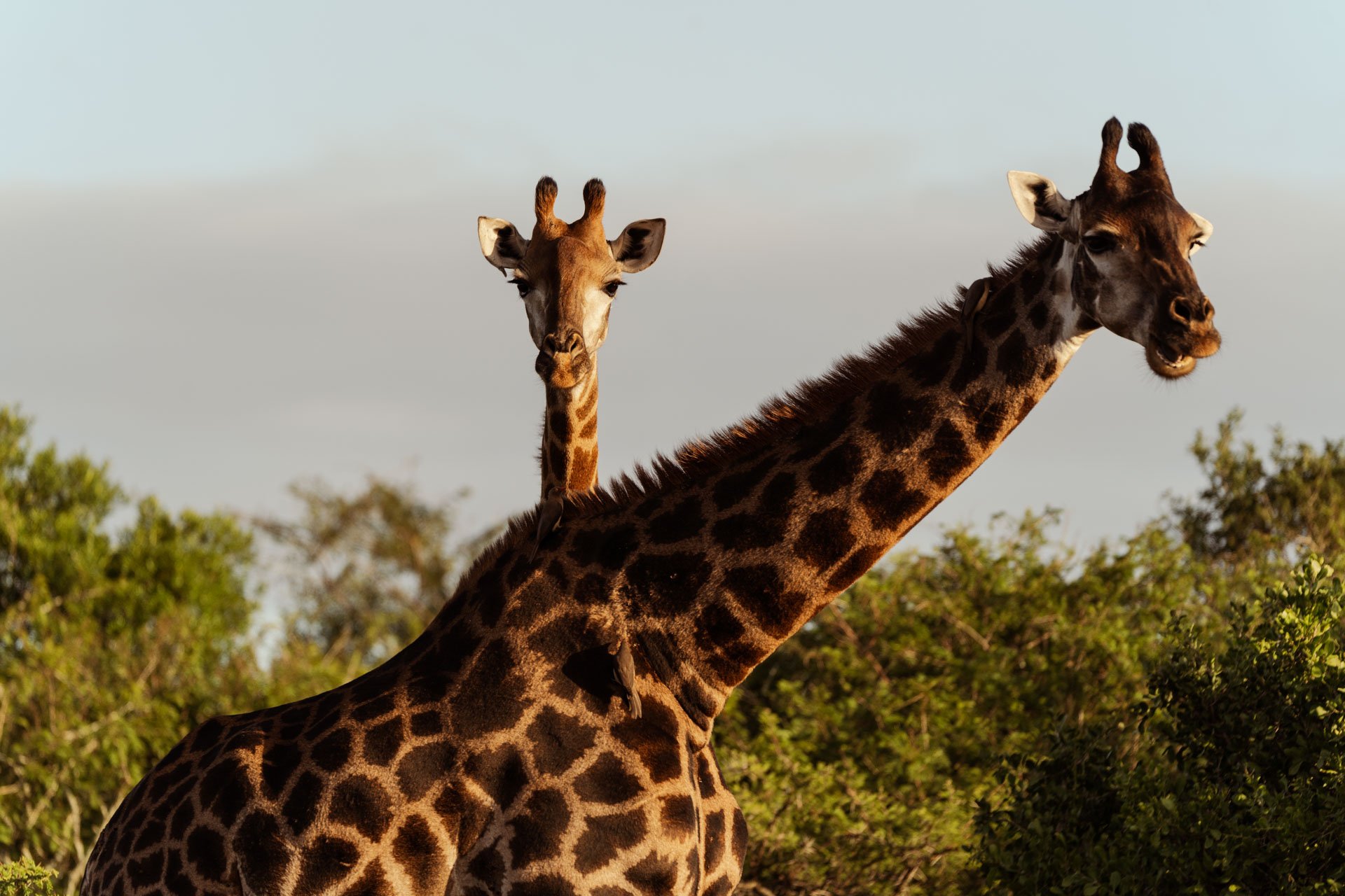 Overview: Our South African Honeymoon with Points